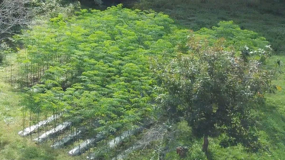 大清水農園のモリンガ畑